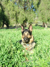 romo dog trained by dana williams oc dog lady